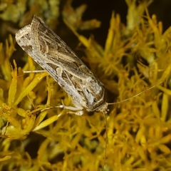 Euxoa auxiliaris