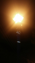 Epobeidia lucifera extranigricans