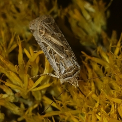 Euxoa auxiliaris