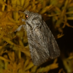 Noctuinae