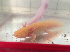 Ambystoma mexicanum