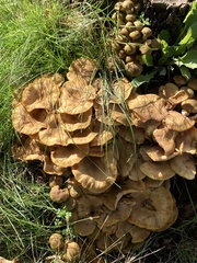Desarmillaria