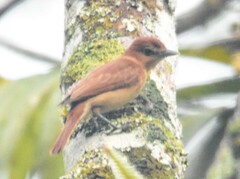 Pachyramphus cinnamomeus