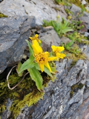 Arnica lanceolata