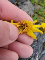 Arnica lanceolata