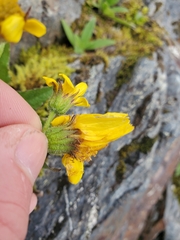 Arnica lanceolata