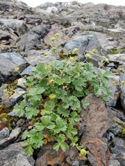 Potentilla × villosula