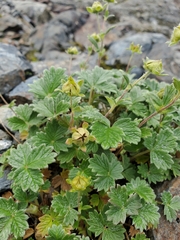 Potentilla × villosula