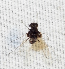 Chrysopilus basilaris