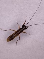 Mantoida