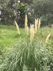 Cortaderia
