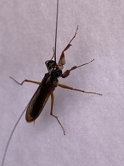 Mantoida