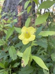 Aureolaria flava