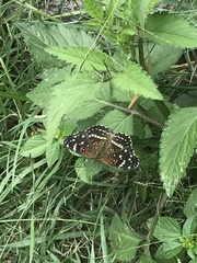 Anthanassa texana texana