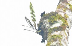 Pleopeltis bombycina