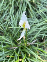 Zephyranthes candida