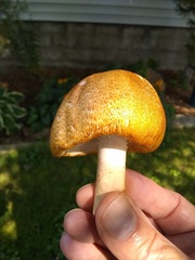 Agaricus subrufescens