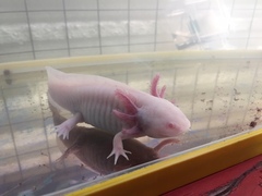 Ambystoma mexicanum