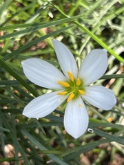 Zephyranthes candida