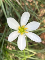 Zephyranthes candida