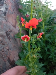 Alonsoa meridionalis