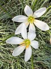 Zephyranthes candida