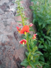 Alonsoa meridionalis