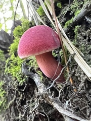 Boletus purpureorubellus