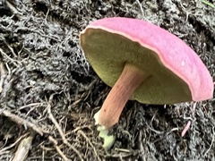 Boletus purpureorubellus
