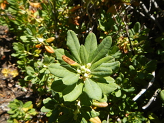 Rhododendron columbianum