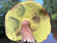 Boletus purpureorubellus