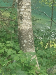 Didymosphaeria oregonensis