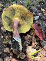 Boletus purpureorubellus