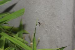 Brachycera