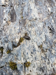 Phlaeopterus