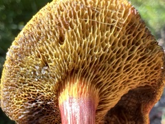 Boletus purpureorubellus