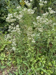 Eupatorium pilosum