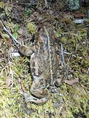 Anaxyrus boreas boreas