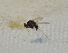 Chrysopilus basilaris