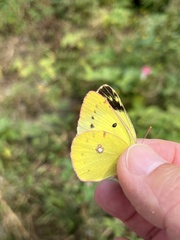 Colias poliographus