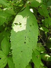 Calycomyza flavinotum