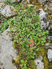 Leptarrhena pyrolifolia