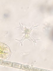 Staurastrum brachiatum