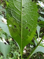 Calycomyza flavinotum