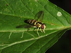 Xanthogramma flavipes