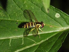 Xanthogramma flavipes