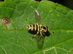 Xanthogramma flavipes