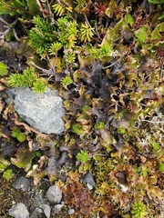 Peltigera britannica
