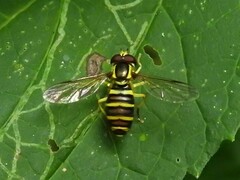 Xanthogramma flavipes