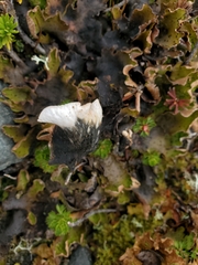 Peltigera britannica